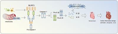 Research progress on the improvement of cardiovascular diseases through the autonomic nervous system regulation of the NLRP3 inflammasome pathway